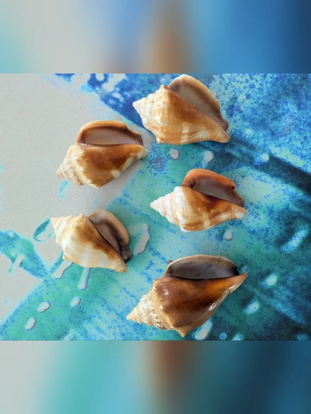 Sea Shell Assortment Gift Box - Natural Brown & Cream Florida Fight Conch Shells